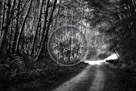 Artistic_Foliage_with_road_Haida_Gwaii_Black_N_White