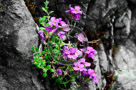 Aubrietia_02_KTA0748