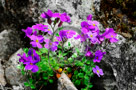 Aubrietia_04_KTA0741