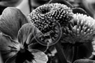 Bachelor_Buttons_N_Pansy_Black_N_White_KTB2835
