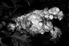 Blossoms_Chokeberry_Black_N_White_007_KTA4044
