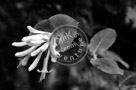 Blossoms_Honeysuckle_003_Black_N_White_KTA3898