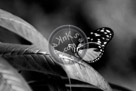 Butterfly_01_Black_N_White_DSC0818