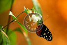 Butterfly_02_DSC0830