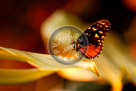 Butterfly_04_DSC0860