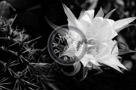 Cactus_Flower_001_Black_N_White_KTA8028