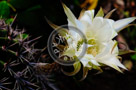 Cactus_Flower_001_KTA8028