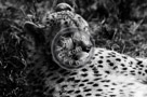 Cheetah_Black_N_White_KTA2654