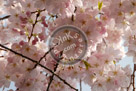 Cherry_Blossoms_003_KMT5260