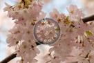 Cherry_Blossoms_004_KMT5263