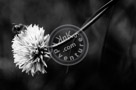 Chive_Blossoms_01_Black_N_White_KTA3266