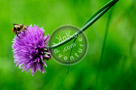 Chive_Blossoms_02_KTA3266