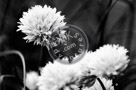 Chive_Blossoms_05_Black_N_White_KTA3360