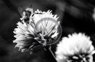Chive_Blossoms_07_Black_N_White_KTA3456