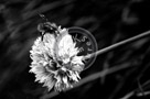 Chive_Blossoms_09_Black_N_White_KTA3445