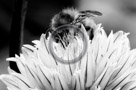Chive_Blossoms_11_Black_N_White_KTA3576