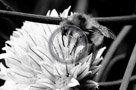 Chive_Blossoms_17_Black_N_White_KTA3587