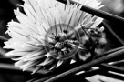Chive_Blossoms_19_Black_N_White_KTA3568