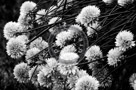 Chive_Blossoms_21_Black_N_White_KTA3607
