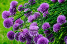 Chive_Blossoms_22_KTA3607