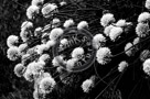 Chive_Blossoms_23_Black_N_White_KTA3526