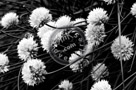 Chive_Blossoms_25_Black_N_White_KTA3502