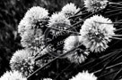 Chive_Blossoms_27_Black_N_White_KTA3406