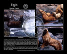 Collage_Seal