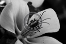 Columbine_Black_N_White_KTA7911-Edit
