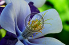 Columbine_KTA7911-Edit