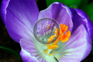 Crocus_02_KMT7933