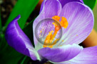 Crocus_04_KMT7939