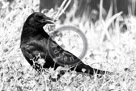 Crow_Infrared_KMT4036