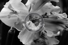 Daffodil_03_Black_N_White_KTA0654