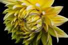 Dahlia_005_KTB0105