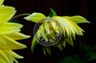 Dahlia_008_KTB0307