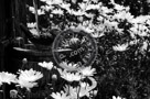 Daisies_and_Fountain_001_Black_N_White_KTB0273
