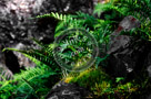Ferns_Artistic_002_KTB0362