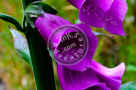 Foxglove_Flowers_001_KTA7857