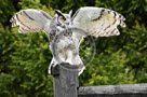 Great_Horned_Owl_02_DSC1827-b
