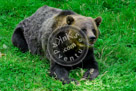 Grizzly_Bear_01_KMT4180
