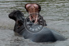 Hippopotamus_03_KMT4231