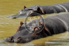 Hippopotamus_04_KMT4253