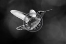 Humming_Bird_Anna_002_Black_N_White_KMT6636
