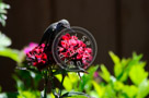 Humming_Bird_Juvenile _Anna_008_KTA_KCM0597