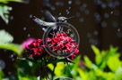 Humming_Bird_Juvenile _Anna_Bathing_012_KTA_KCM0611