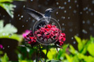 Humming_Bird_Juvenile _Anna_Bathing_015_KTA_KCM0630