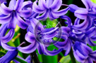 Hyacinth_01_KTA0613