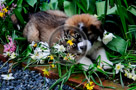 Jake_St._Bernard_Puppy_002_KTA7058