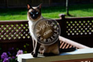 Jessie_Siamese_Cat_KTA_002_KCM0521